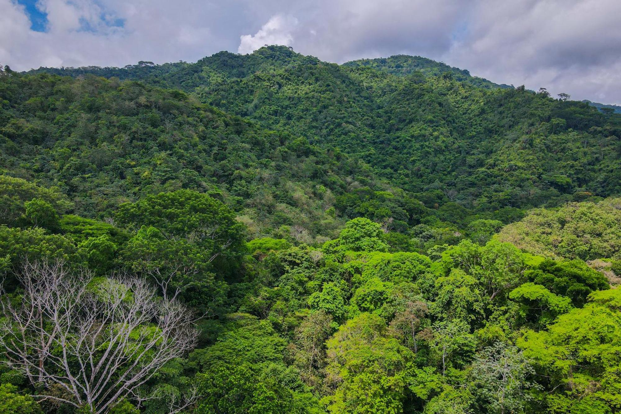 Quebrada Ganado Selva Color - Forest & Beach Ecolodge מראה חיצוני תמונה