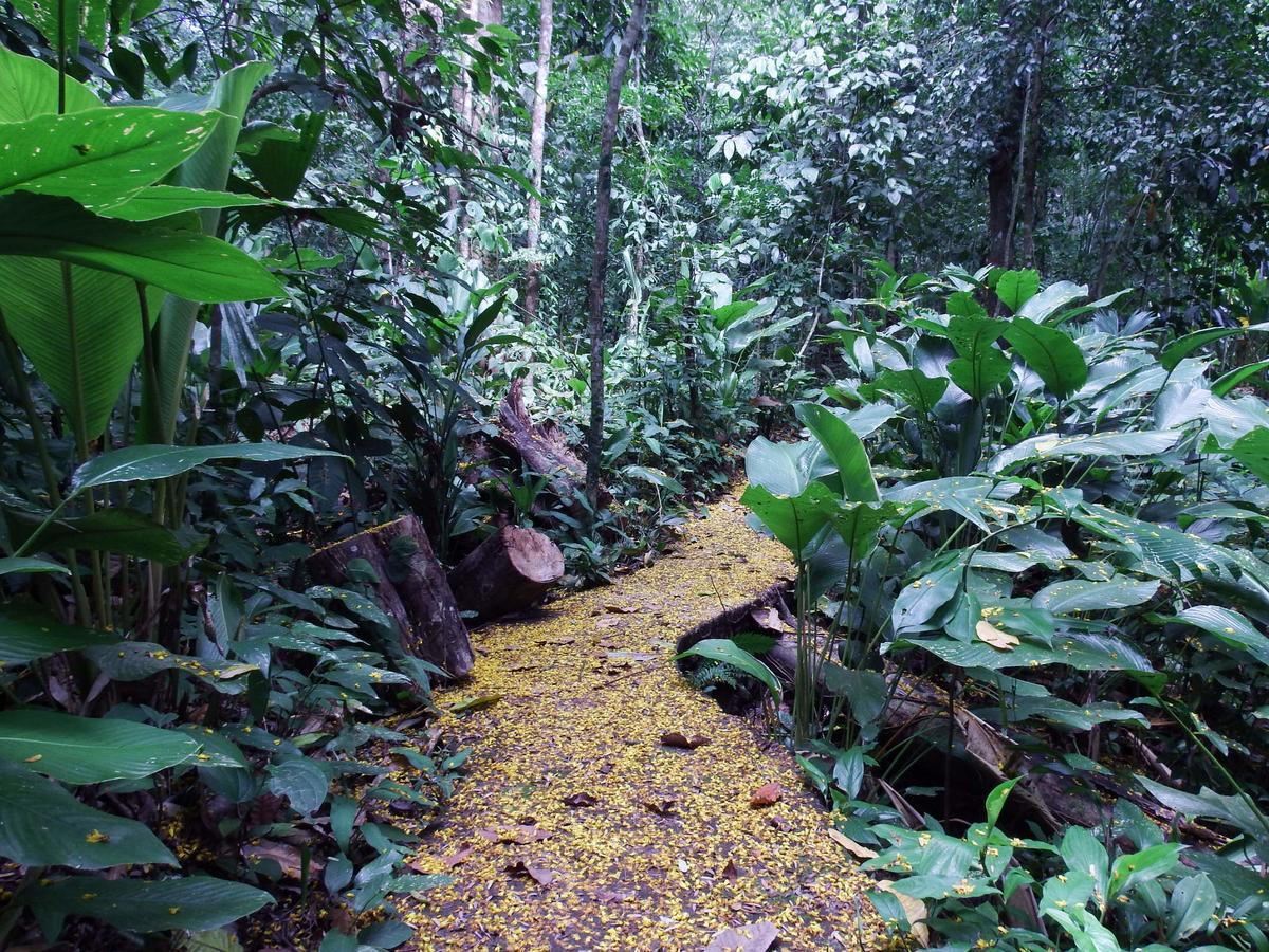 Quebrada Ganado Selva Color - Forest & Beach Ecolodge מראה חיצוני תמונה