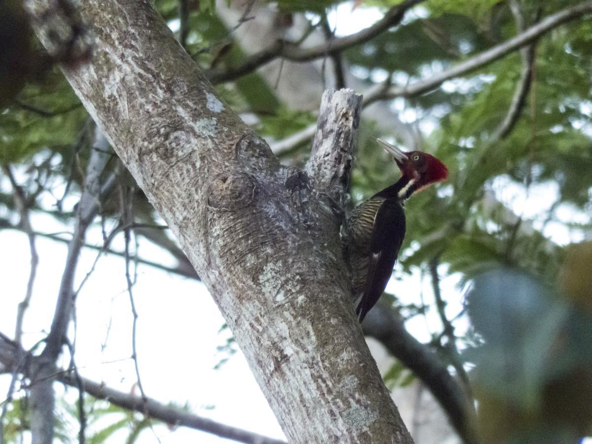 Quebrada Ganado Selva Color - Forest & Beach Ecolodge מראה חיצוני תמונה