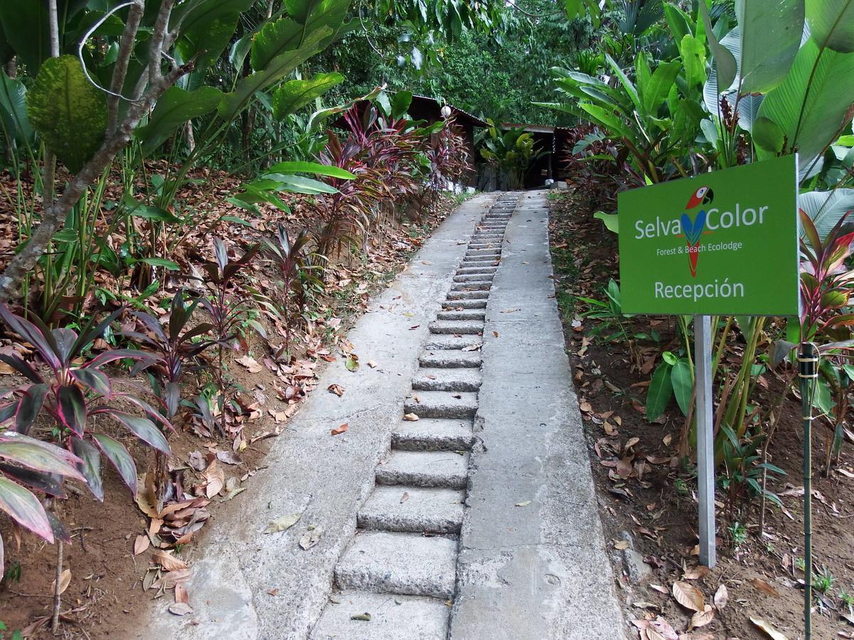 Quebrada Ganado Selva Color - Forest & Beach Ecolodge מראה חיצוני תמונה
